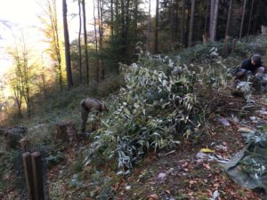 Unterhalt Schmelzibach Herbst 2019 (3)