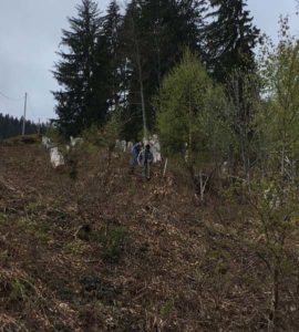 Zäunen Tilserwiese 2019 (7)