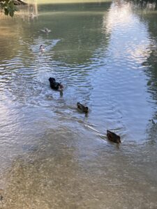 IMG_9223
